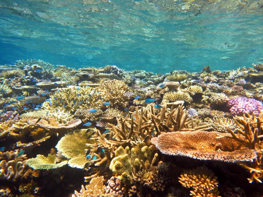 Mai Dive' Astrolabe Reef Resort Naqara Exterior photo
