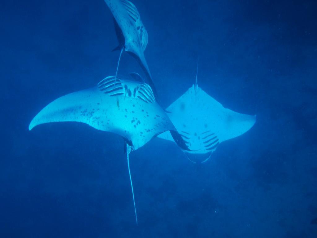 Mai Dive' Astrolabe Reef Resort Naqara Exterior photo